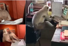 Monkey doing routine on computer - video meme, Viral Meme: 'Monkey on Computer' meme of West Bengal, Amazing meme: Monkey became computer expert!, Join the laughter: Monkey has fun in the computer office, WATCH: Monkey-like Amazing Computer Guru - Shaken with Laughter, Funny Moments: Monkey and Computer Fight!, Animal Magic: Computer Art of Monkey, King of Memes: Monkey Humor - Fact or Meme?, How do I remove it? - Watch the video!, #meme, #videomeme, #Humor, #computerart, #West Bengal, #Video, #laughter king, #Joke, #monkeyoncomputer, #Funny,
