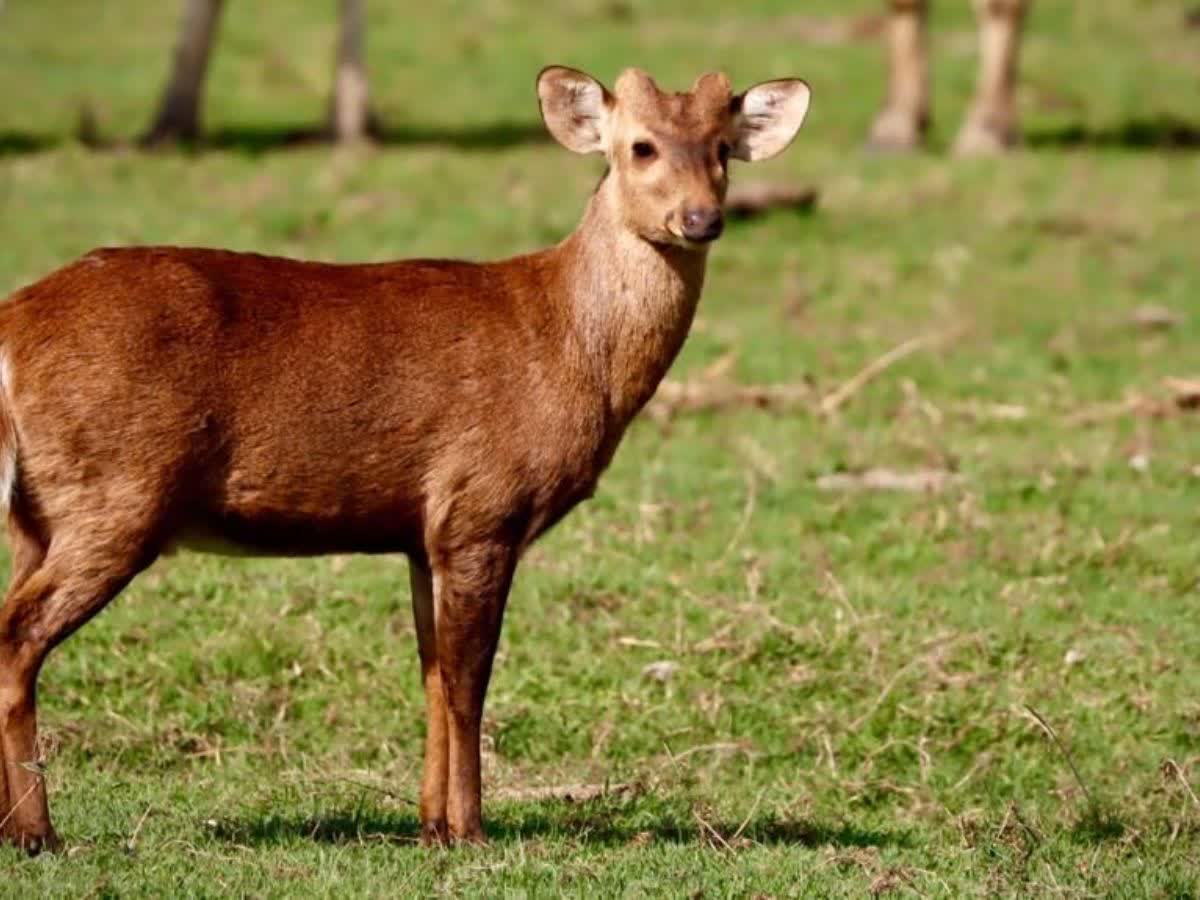 हॉग हिरण को कथलौर-कौशल्या वन्यजीव अभ्यारण्य की शुभंकर प्रजाति किया जाएगा घोषित: लाल चंद कटारुचक