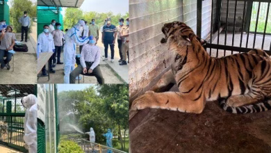 Bird flu test in Gorakhpur Zoo, 50 samples collected