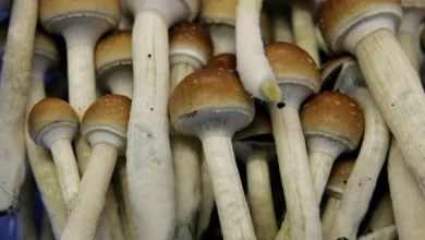 Can magic mushroom therapy cure depression? New research
