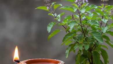 Tulsi Mantra: Chant this mantra on Thursday, you will never face shortage of money