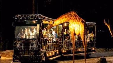 Lucknow's first night safari: Watch Kukrail River Front development in drone video