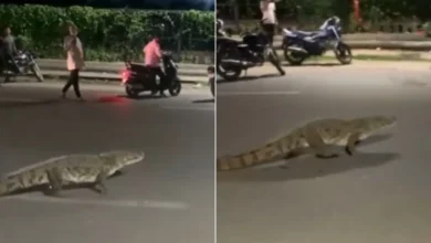 Crocodile seen on Vadodara road, created commotion