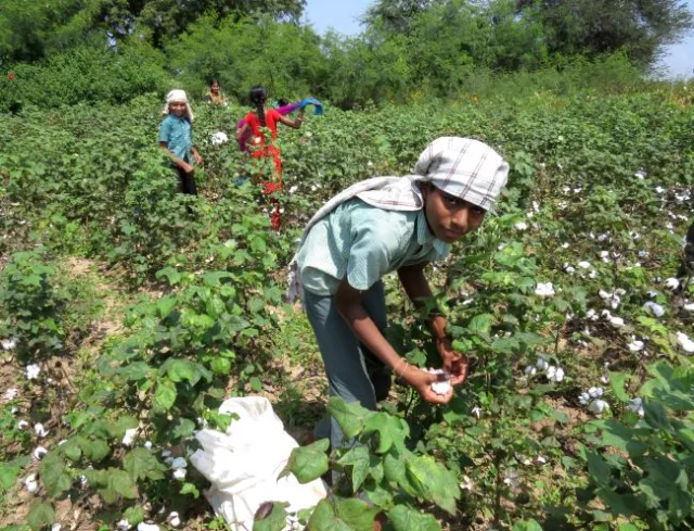 Cotton crisis affects textile industry, Agriculture Ministry busy in finding solution