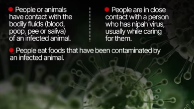 Threat of Nipah virus in Kerala, 425 people under observation