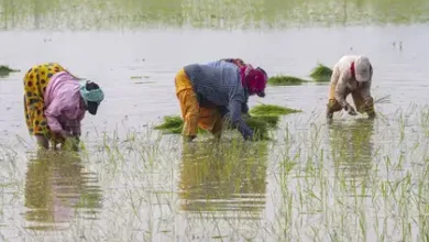 China banned fertilizer, India ensured supply of DAP from Saudi in 5 years