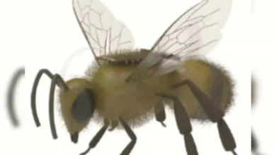 China will create an army of bees, it will be controlled by a brain controller