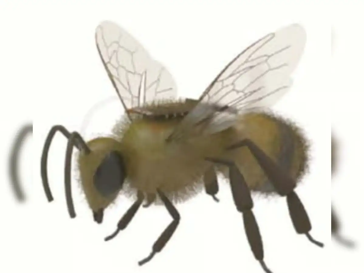 China will create an army of bees, it will be controlled by a brain controller