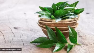 Want to reduce fat? Start consuming curry leaves, fat will reduce rapidly
