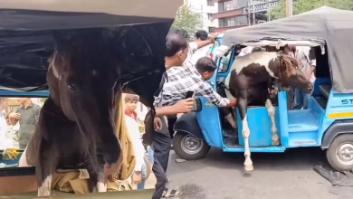 Jabalpur: Two horses clashed on the road, lost control and collided with an auto, passenger injured