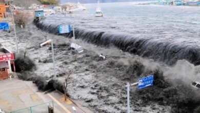 What is the reason for whales getting stranded after tsunami? Disturbing scene after Russia earthquake in Japan