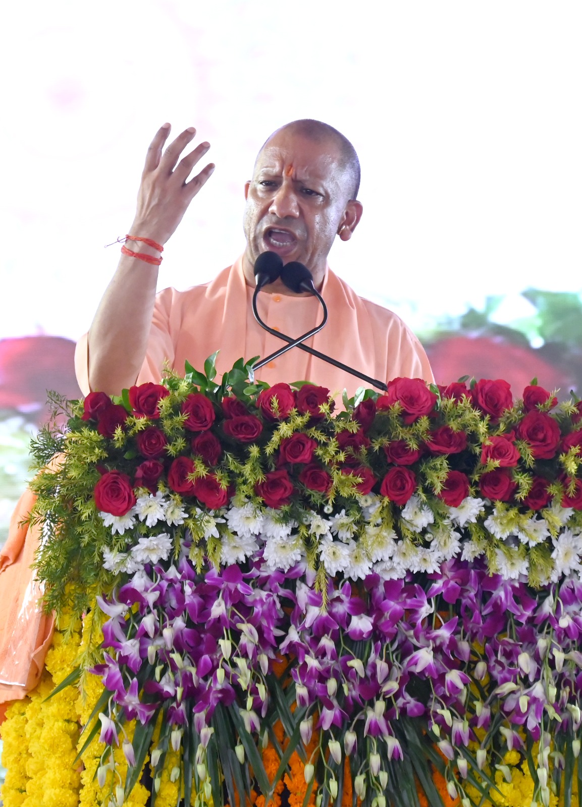 yogi