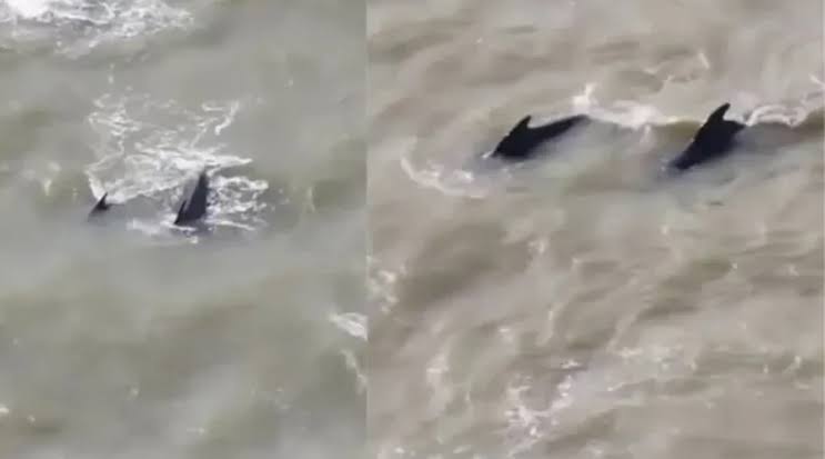 Thames River Whale Rescue: टेम्स में फंसीं 27 पायलट व्हेल, 6 घंटे में 25 को बचाया गया