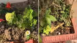 Gardening Hacks: बोतल से पानी देने से लेकर सिरके तक, पौधों के लिए 6 आसान हैक्स